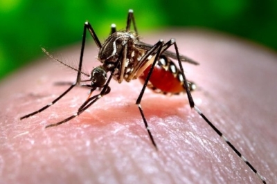 Researchers map Mexico’s dengue fever hotspots