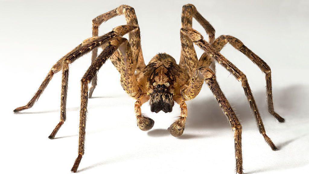 Pauk