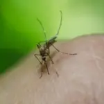 Severna Makedonija: Potvrđena 44 slučaja groznice Zapadnog Nila, petoro preminulo 1