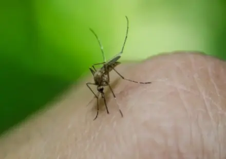 Severna Makedonija: Potvrđena 44 slučaja groznice Zapadnog Nila, petoro preminulo 1