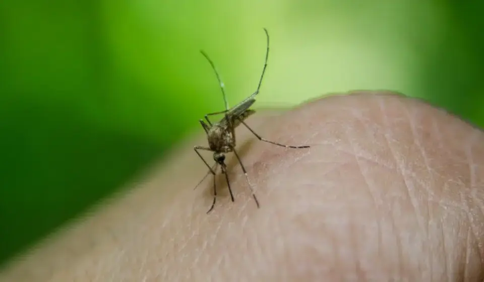 Severna Makedonija: Potvrđena 44 slučaja groznice Zapadnog Nila, petoro preminulo 1