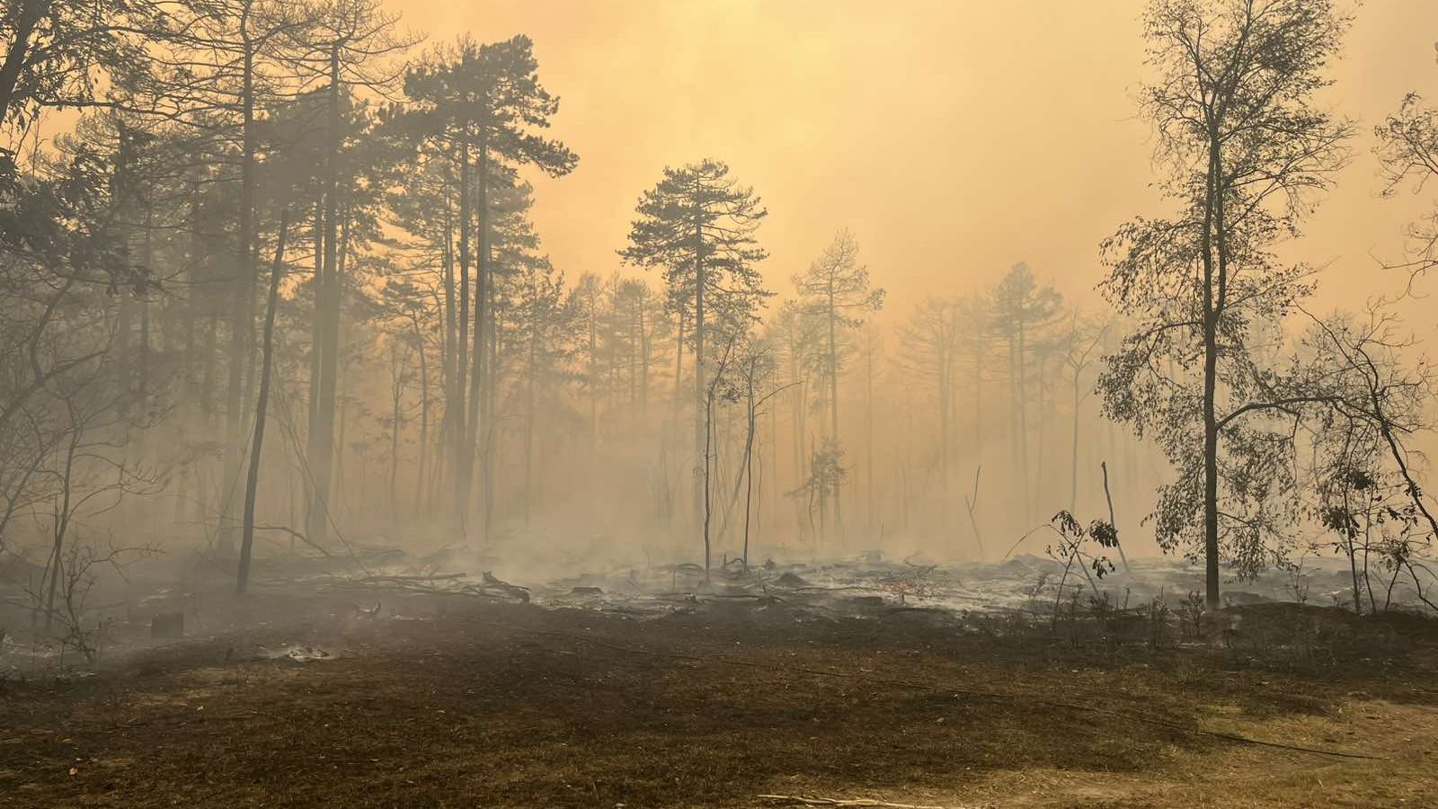 Stručnjaci o obnovi Deliblatske peščare: Pogrešna sanacija mogla bi da napravi dodatnu štetu 2 Stručnjaci o obnovi Deliblatske peščare: Pogrešna sanacija mogla bi da napravi dodatnu štetu 2