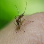 U Severnoj Makedoniji 38 slučajeva groznice Zapadnog Nila i četiri smrtna slučaja 1