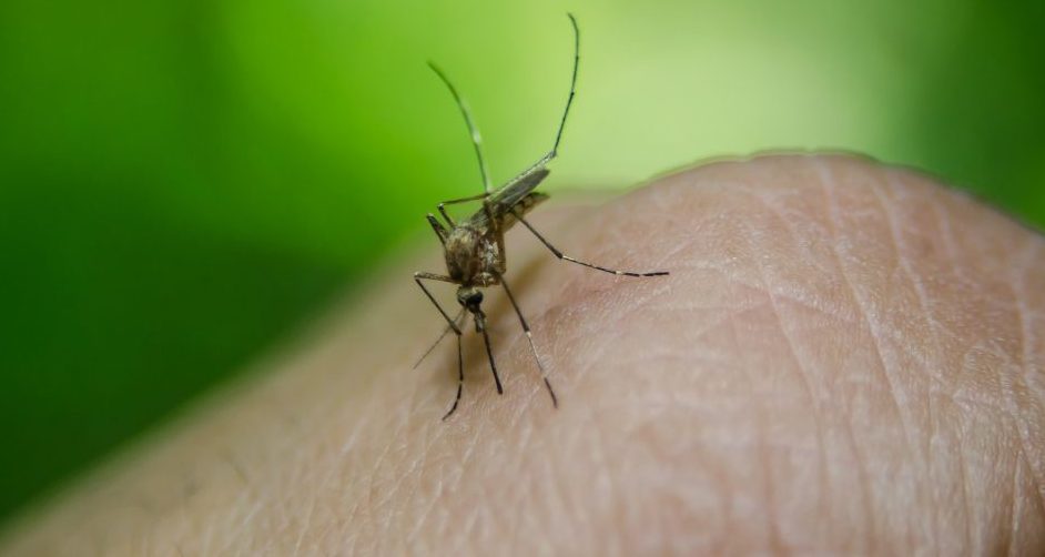 U Severnoj Makedoniji 38 slučajeva groznice Zapadnog Nila i četiri smrtna slučaja 1