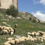 Severna Makedonije: Grom ubio 95 ovaca na planini kod Velesa 1