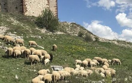 Severna Makedonije: Grom ubio 95 ovaca na planini kod Velesa 1