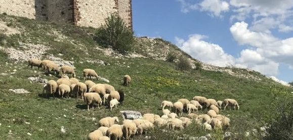 Severna Makedonije: Grom ubio 95 ovaca na planini kod Velesa 1