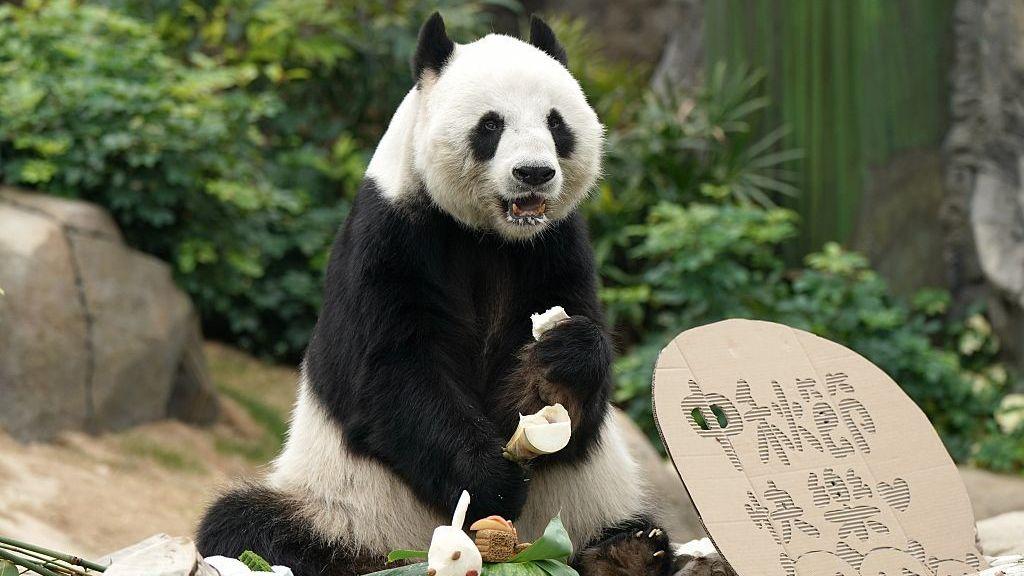 Velika panda sedi u prirodi sa hranom u rukama 
