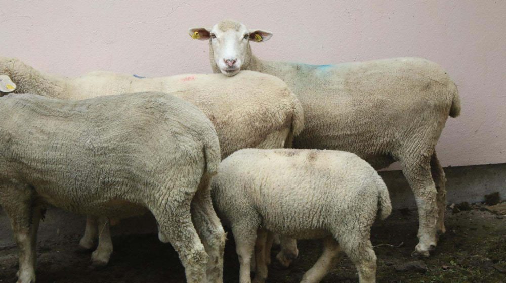 Ovčije boginje u Severnoj Makedoniji: Uginulo oko 10.000 ovaca 9