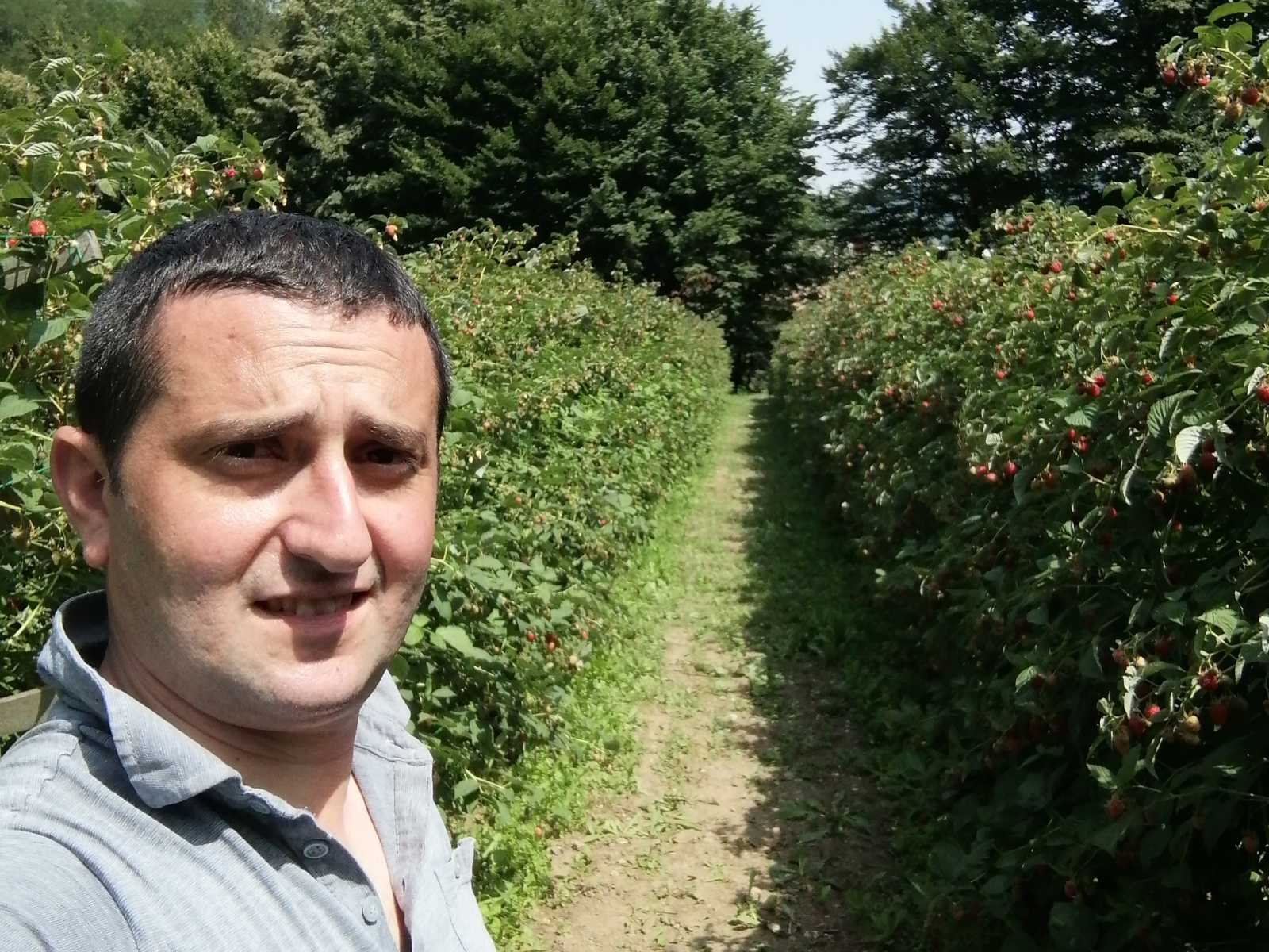 Ko određuje cenu maline? 2