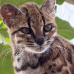 Mala mačka gleda u kameru. Mačka ima crn nos, prugasto čelo i trouglaste uši. Dlaka joj je sivo-smeđa i ima pege poput leoparda.