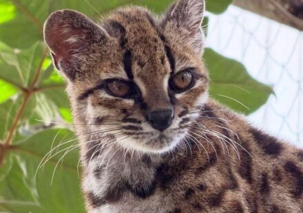 Mala mačka gleda u kameru. Mačka ima crn nos, prugasto čelo i trouglaste uši. Dlaka joj je sivo-smeđa i ima pege poput leoparda.