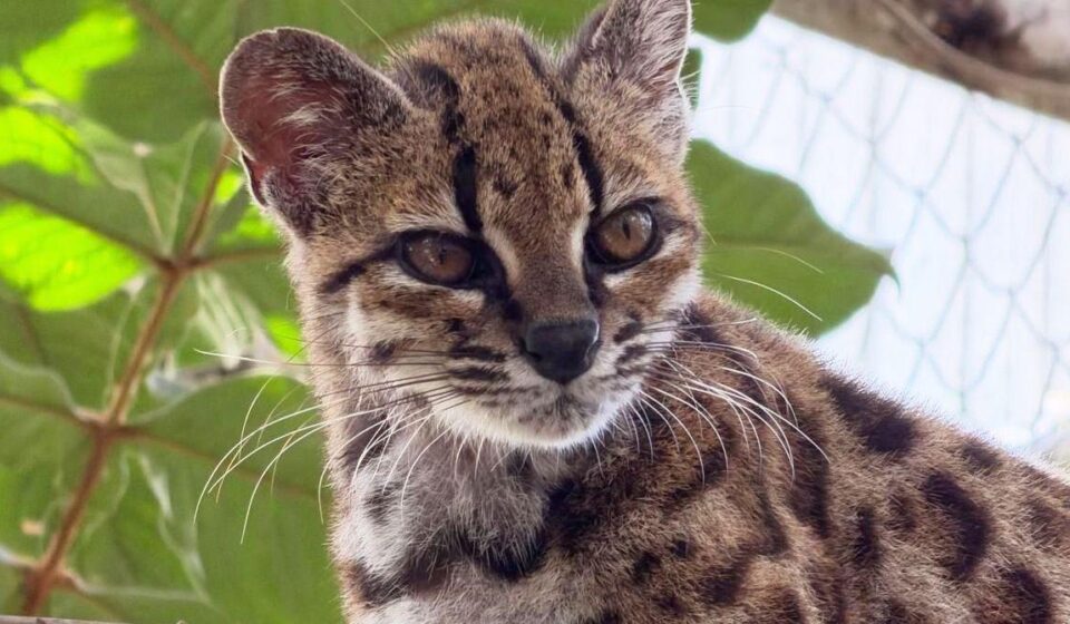 Mala mačka gleda u kameru. Mačka ima crn nos, prugasto čelo i trouglaste uši. Dlaka joj je sivo-smeđa i ima pege poput leoparda.