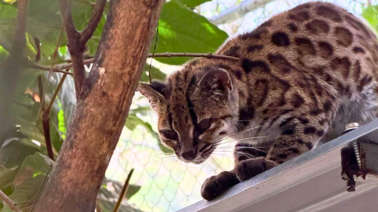 Mačka stoji na polici. Mačka ima crn nos, prugasto čelo i trouglaste uši. Dlaka joj je sivo-smeđa i ima pege poput leoparda. Žičana mreža ograđenog prostora i tropsko lišće su vidljivi iza