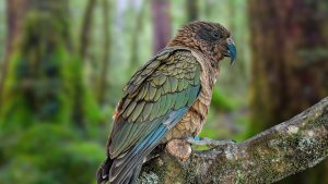 papagaj Kakapo