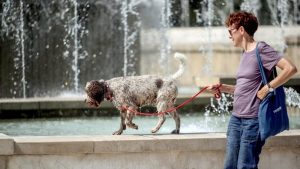 RHMZ upozorava: Ova dva dana temperatura i do 37 stepeni 2