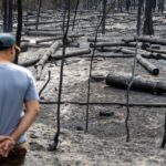 izgorela šuma, požar u deliblatskoj peščari