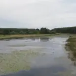 Tri četvrtine vlažnih staništa u Srbiji "pod antropogenim pritiskom": Šta pokazuje istraživanje? 1