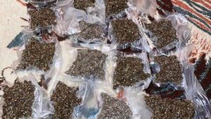 U okolini Varvarina otkriven zasad marihuane, uhapšena dvojica 5