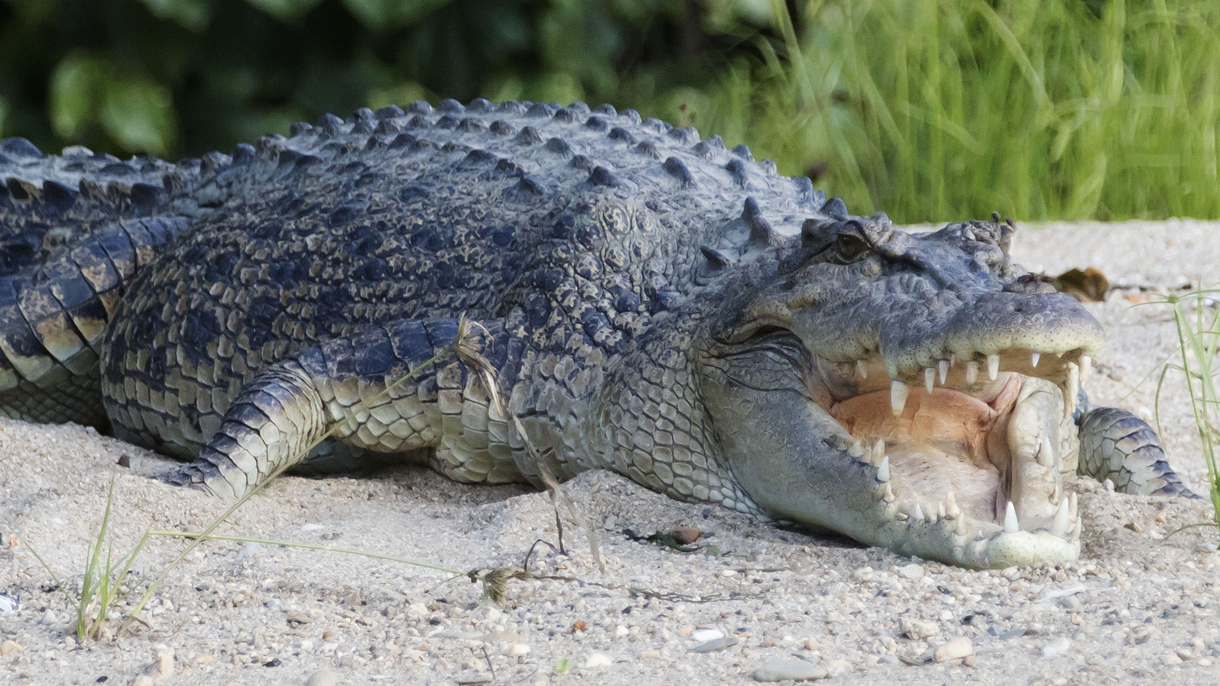 Krokodil