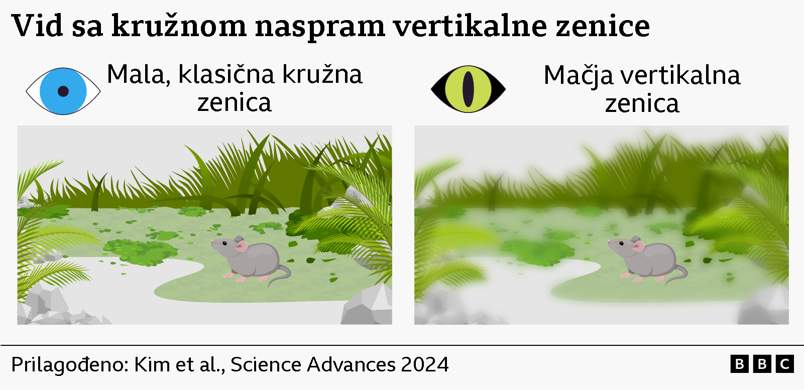 Nacrtani miš na podeljenoj fotografiji, levo je kako ga vidi ljudsko, a desno mačje oko