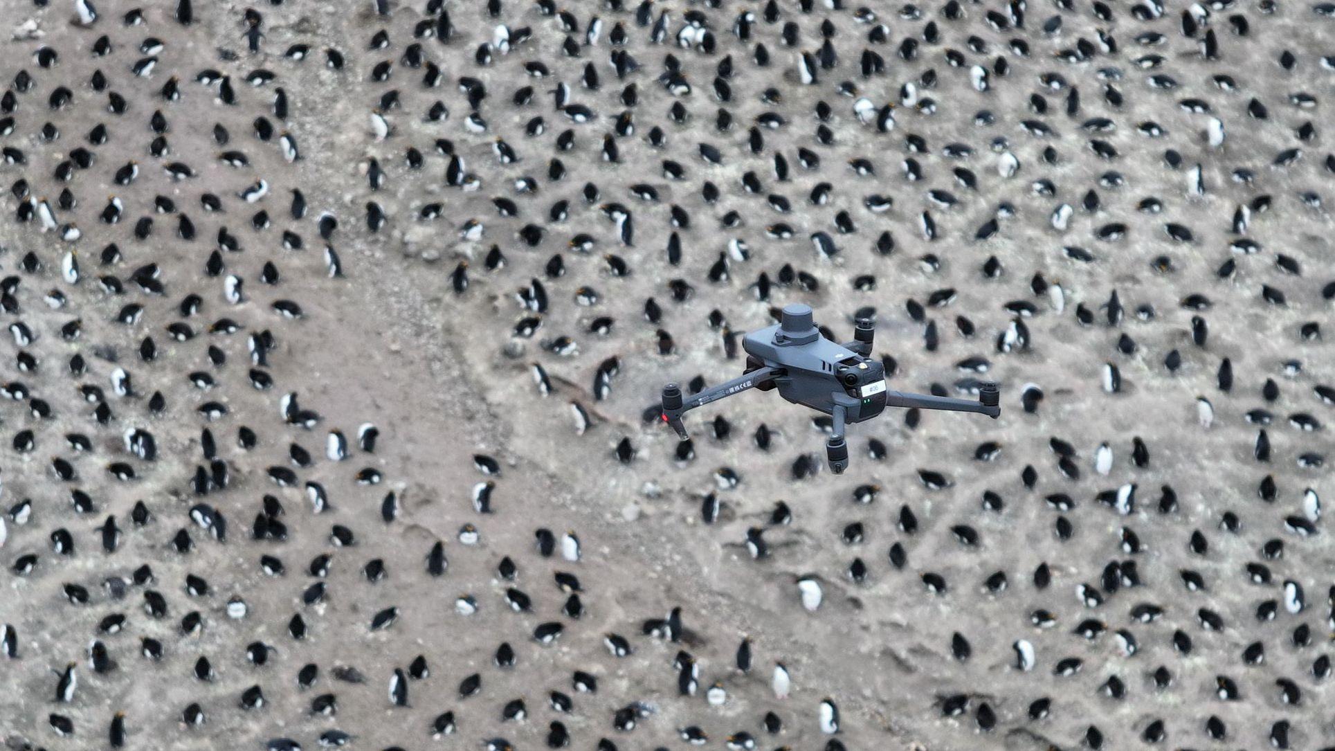 Naučnici su koristili dronove i tragače da bi proučili koloniju pingvina