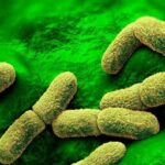 Yersinia pestis, jersinija pestis, bakterija kuge, kuga