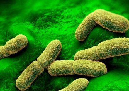 Yersinia pestis, jersinija pestis, bakterija kuge, kuga