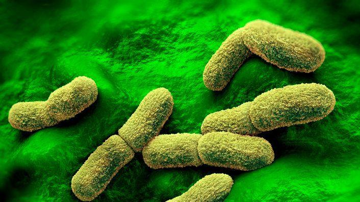 Yersinia pestis, jersinija pestis, bakterija kuge, kuga