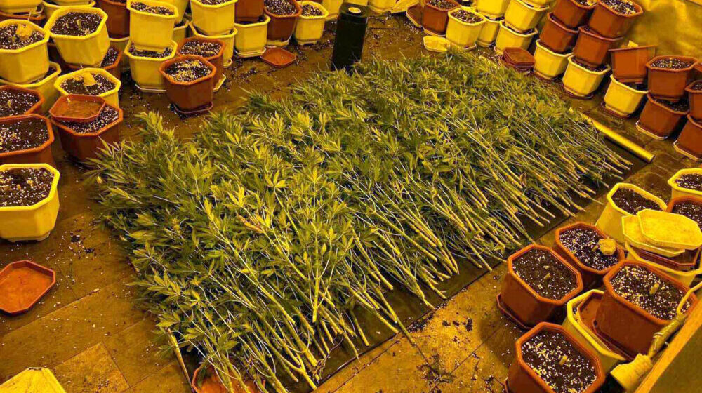 KRIK objavio pismo policajaca iz operacije Konjuh: „Od zaplene 5 tona marihuane počinje uništenje Službe za borbu protiv droga” 6