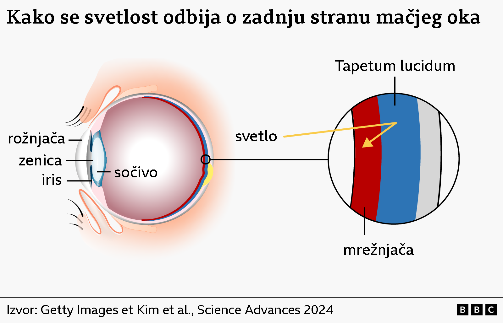 Prikaz kako se svetlost odbija o mačje oko