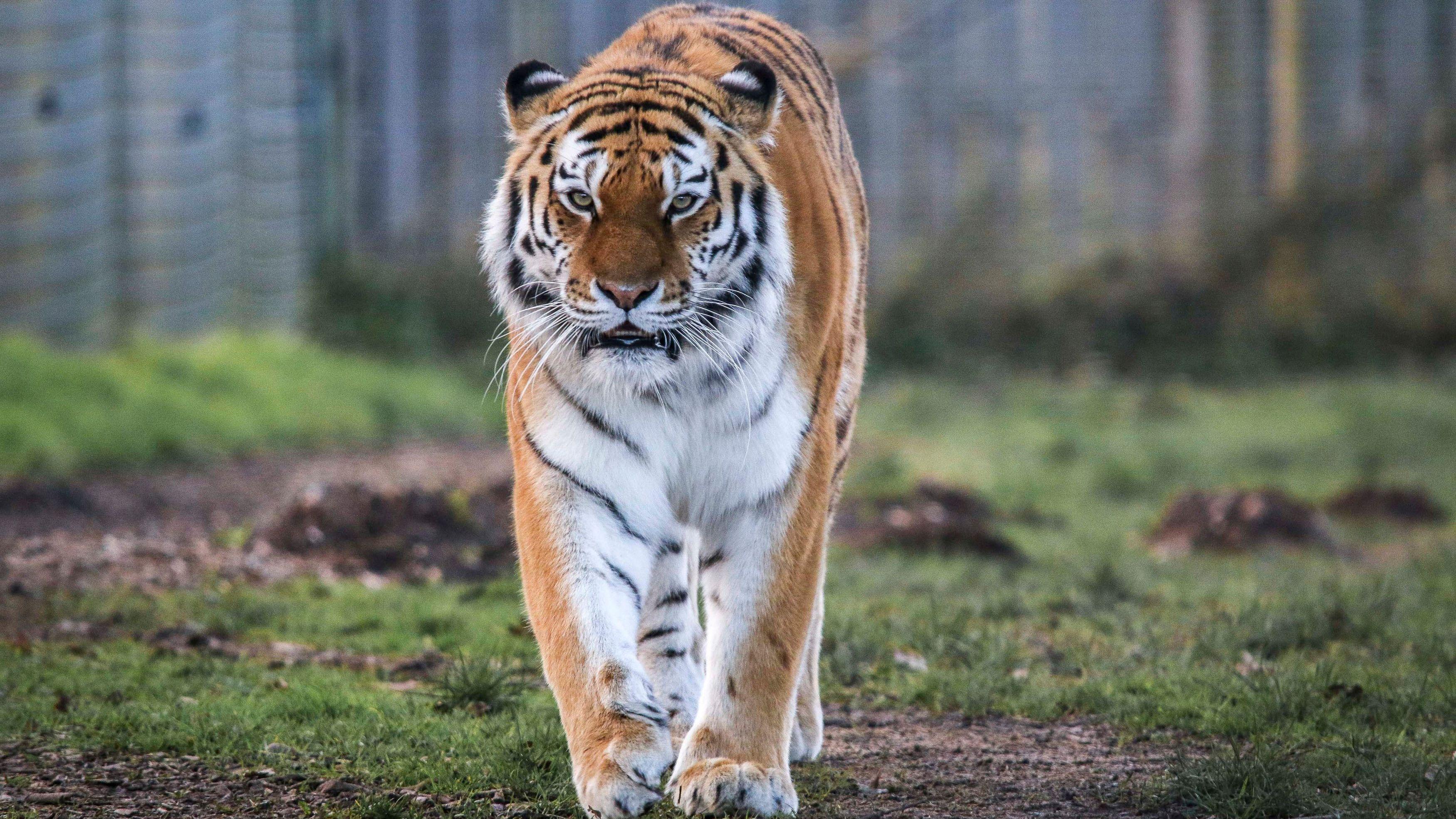 tigar